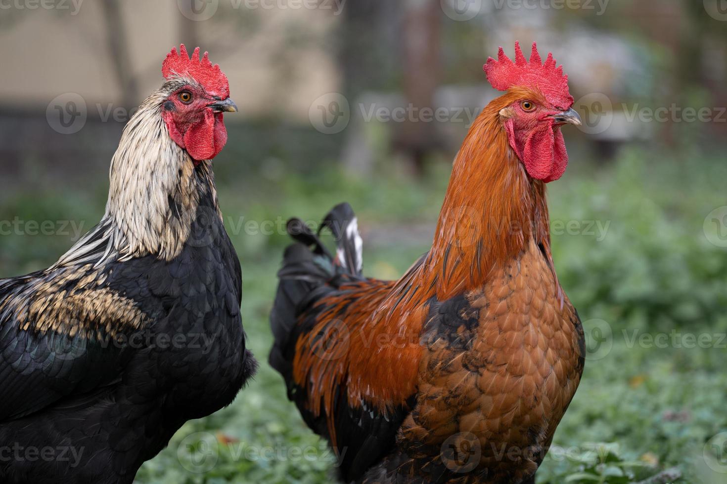 mooi kippen en hanen buitenshuis in de tuin. foto