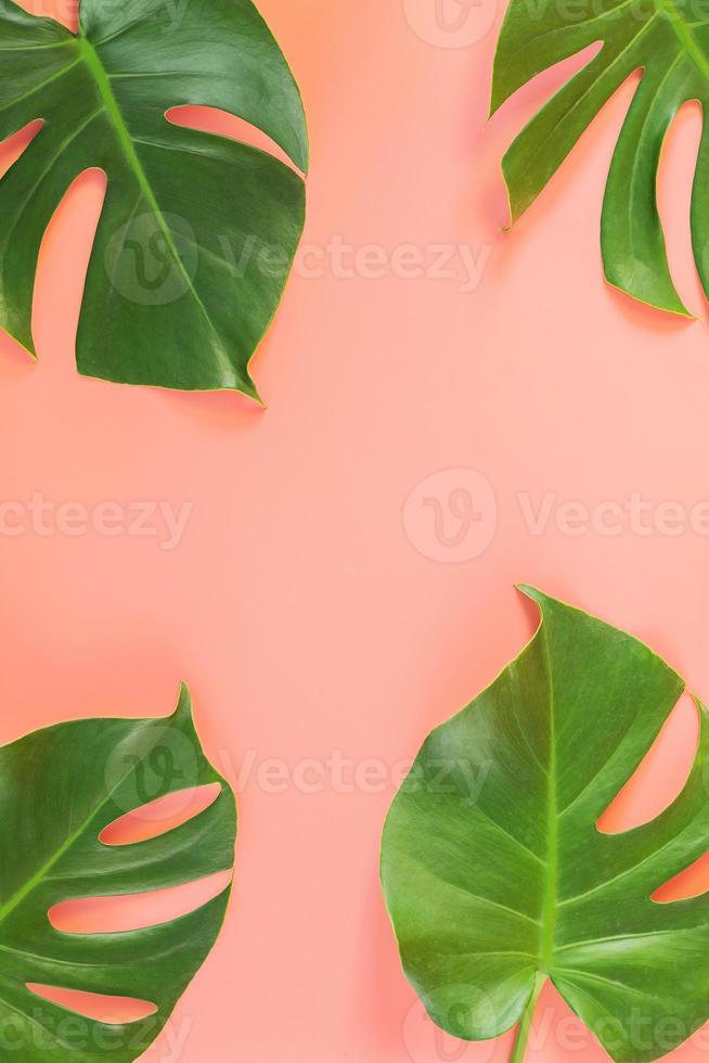 monstera bladeren op roze achtergrond foto