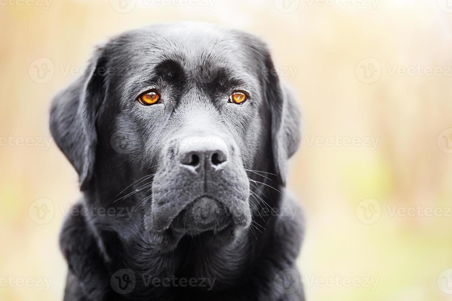 portret van een zwart labrador retriever. de jong hond is een jaar oud. foto