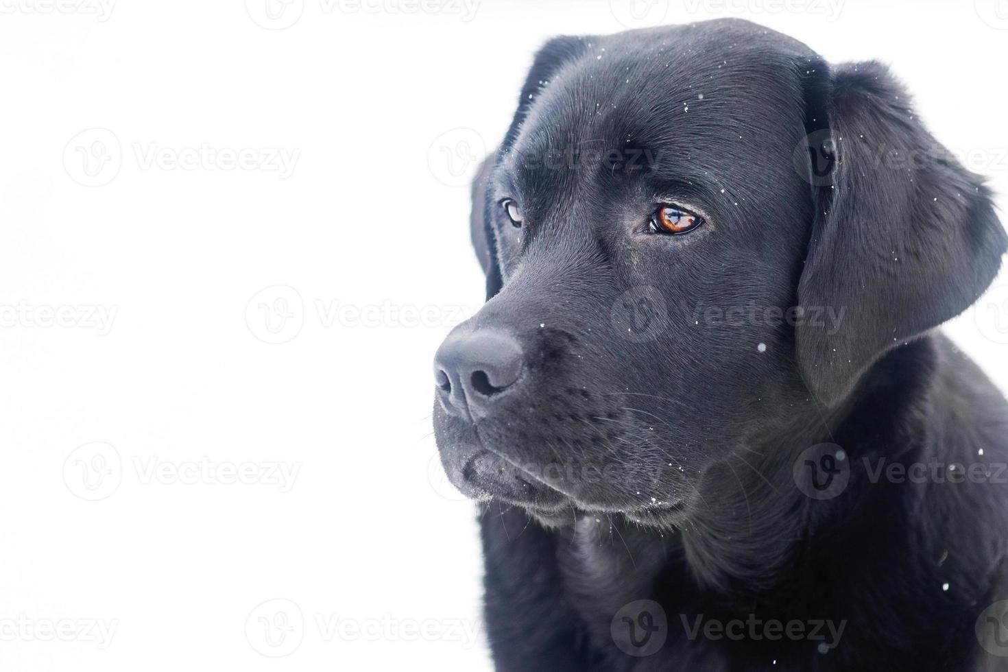 de hond is zwart in winter. labrador retriever Aan de achtergrond van sneeuw. foto