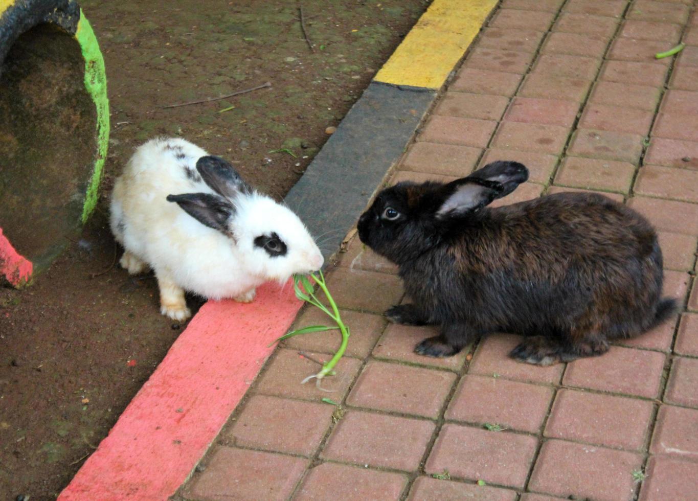 schattig konijn aan het eten voedsel van een personen hand. foto