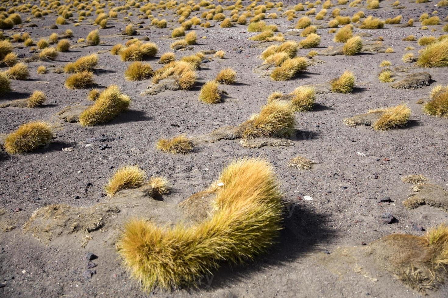 laguna colorada in bolivia foto