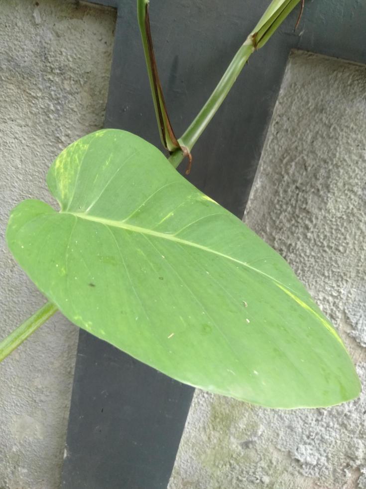 fabriek met oor vorm blad en muur abstract groen achtergrond van natuur foto