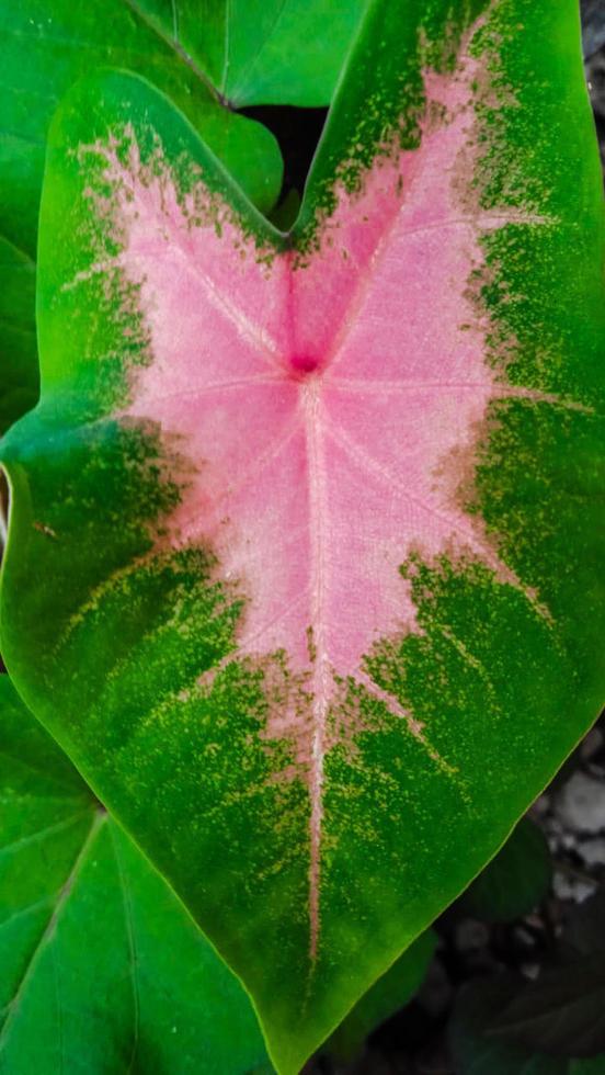 de bladeren zijn groen met een roze centrum foto