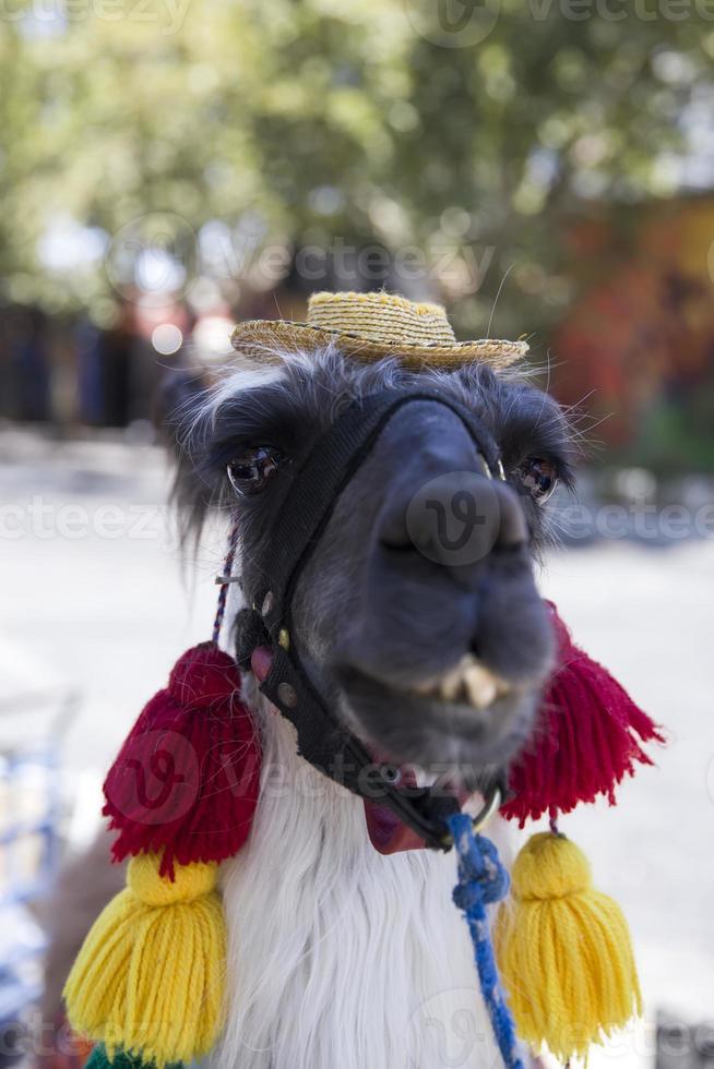 versierde lama op straat foto