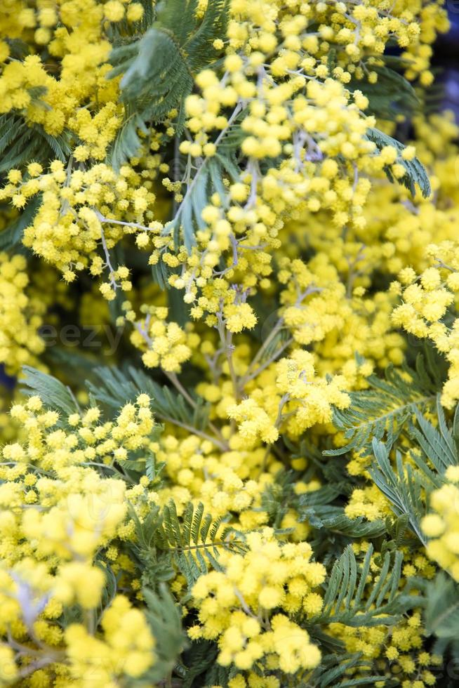 mimosa lente bloemen vertakking van de beslissingsstructuur foto