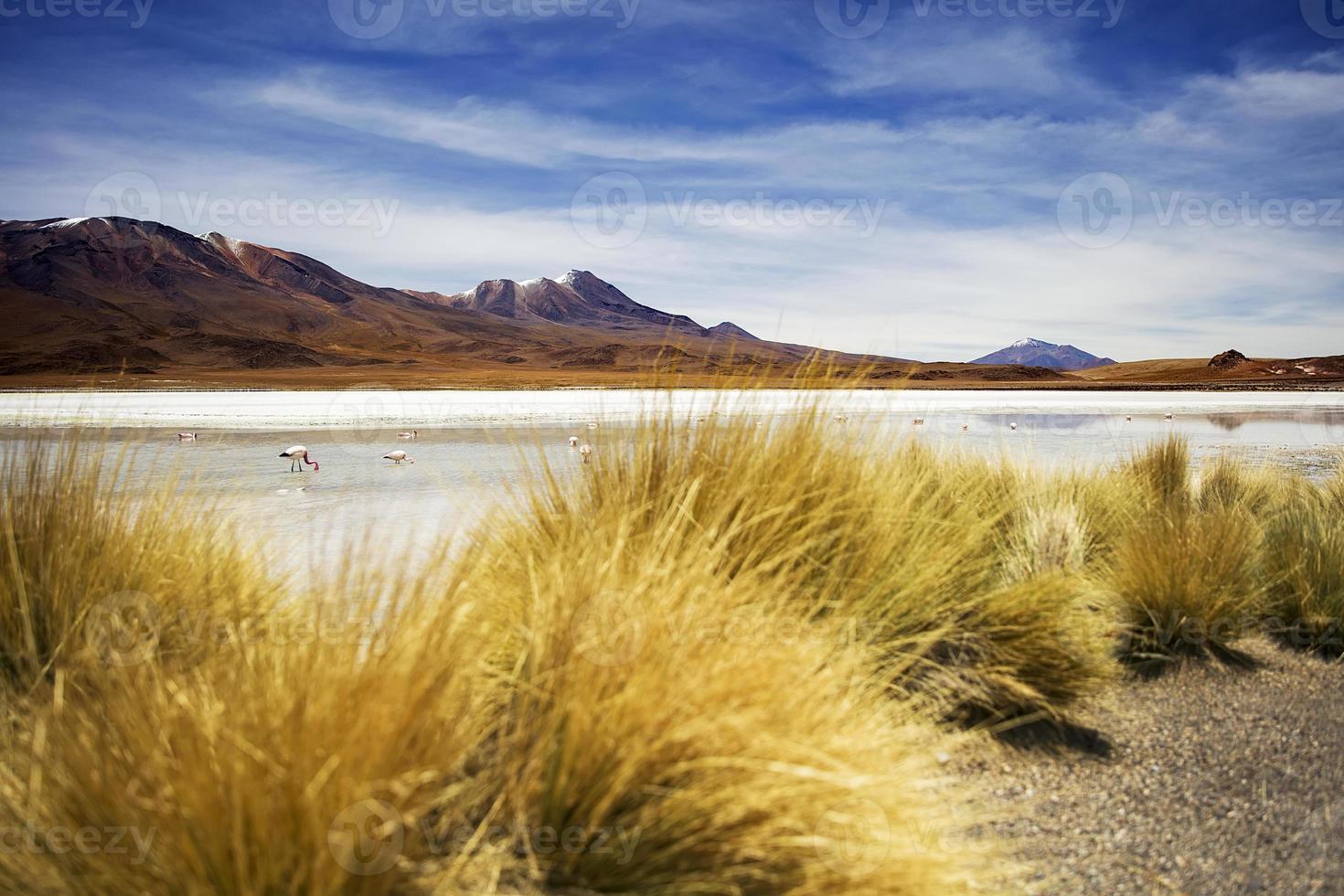 laguna hedionda in bolivia foto