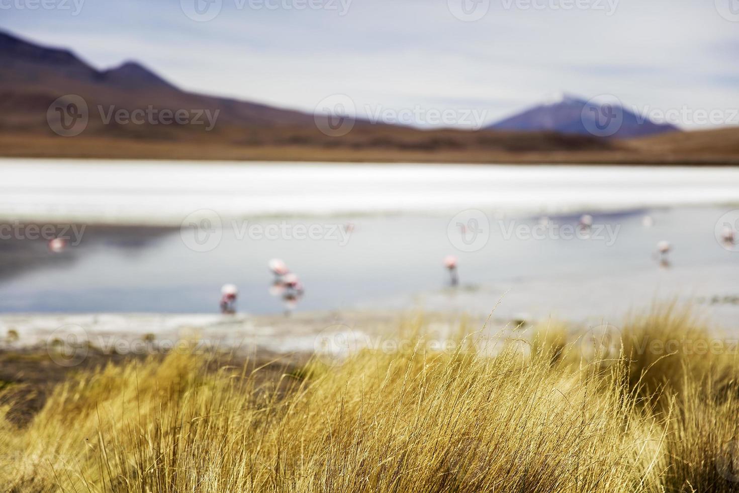 laguna hedionda in bolivia foto