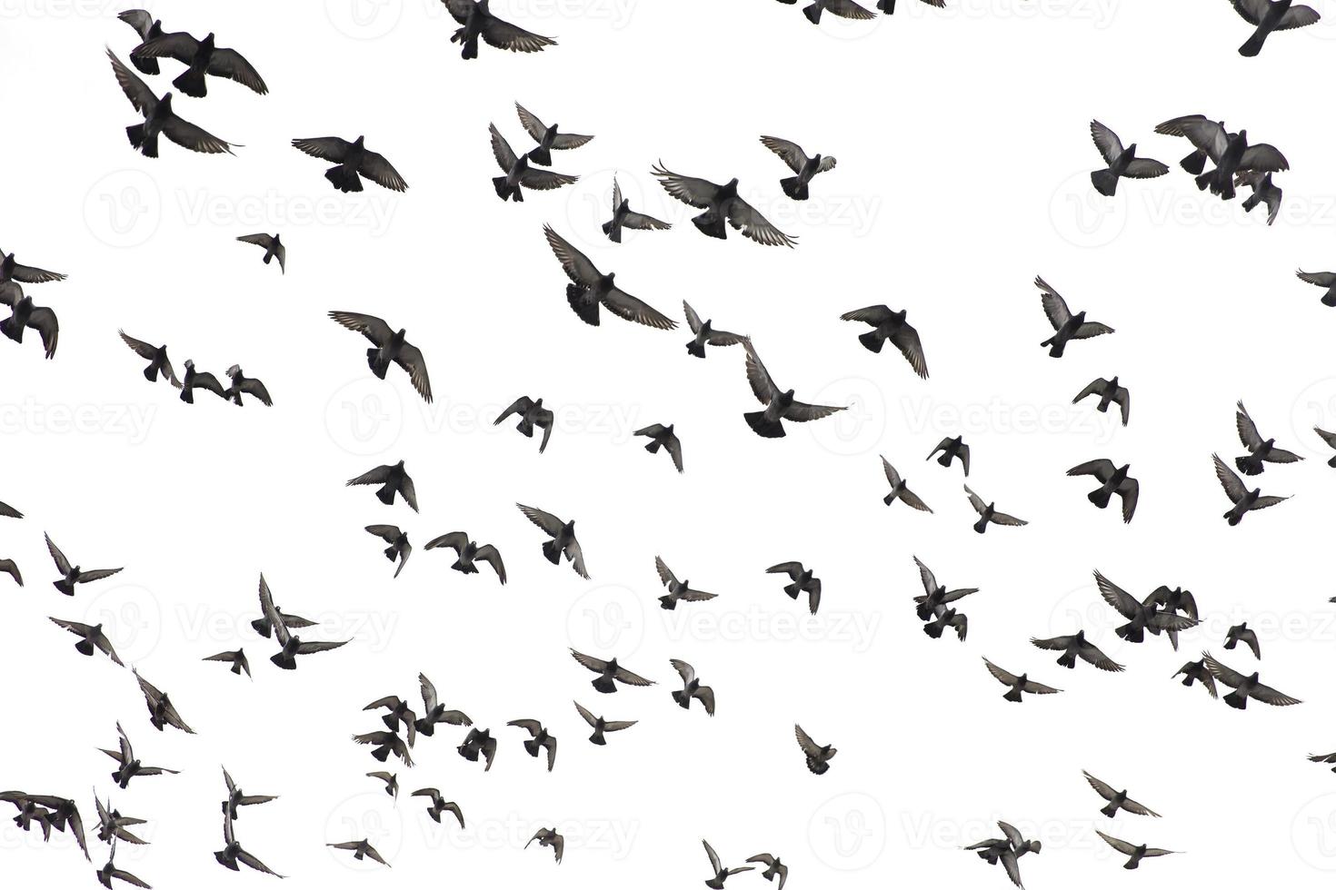 duiven in de lucht foto