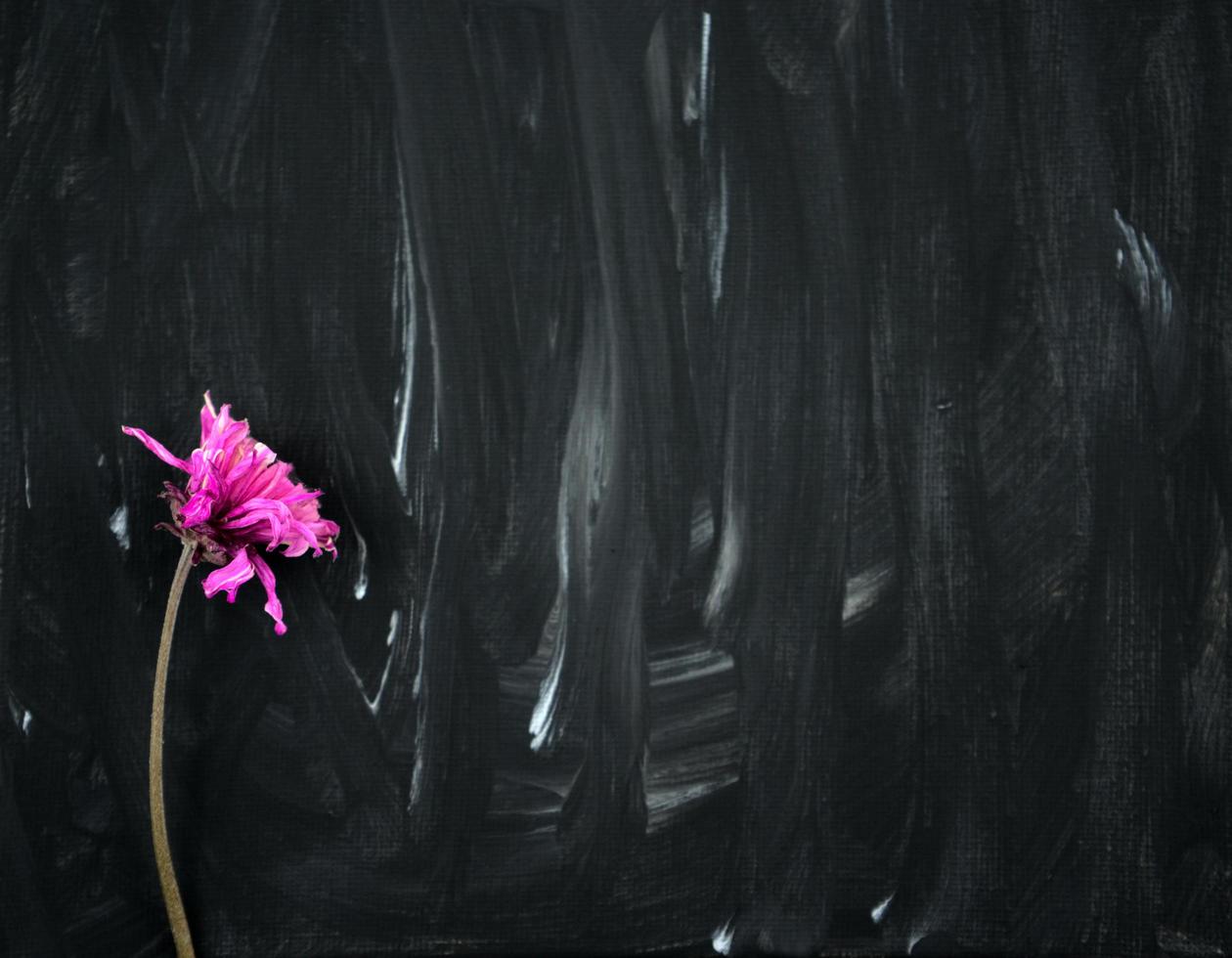 droge roze paarse bloem op zwart-wit abstracte schilderkunst achtergrond foto