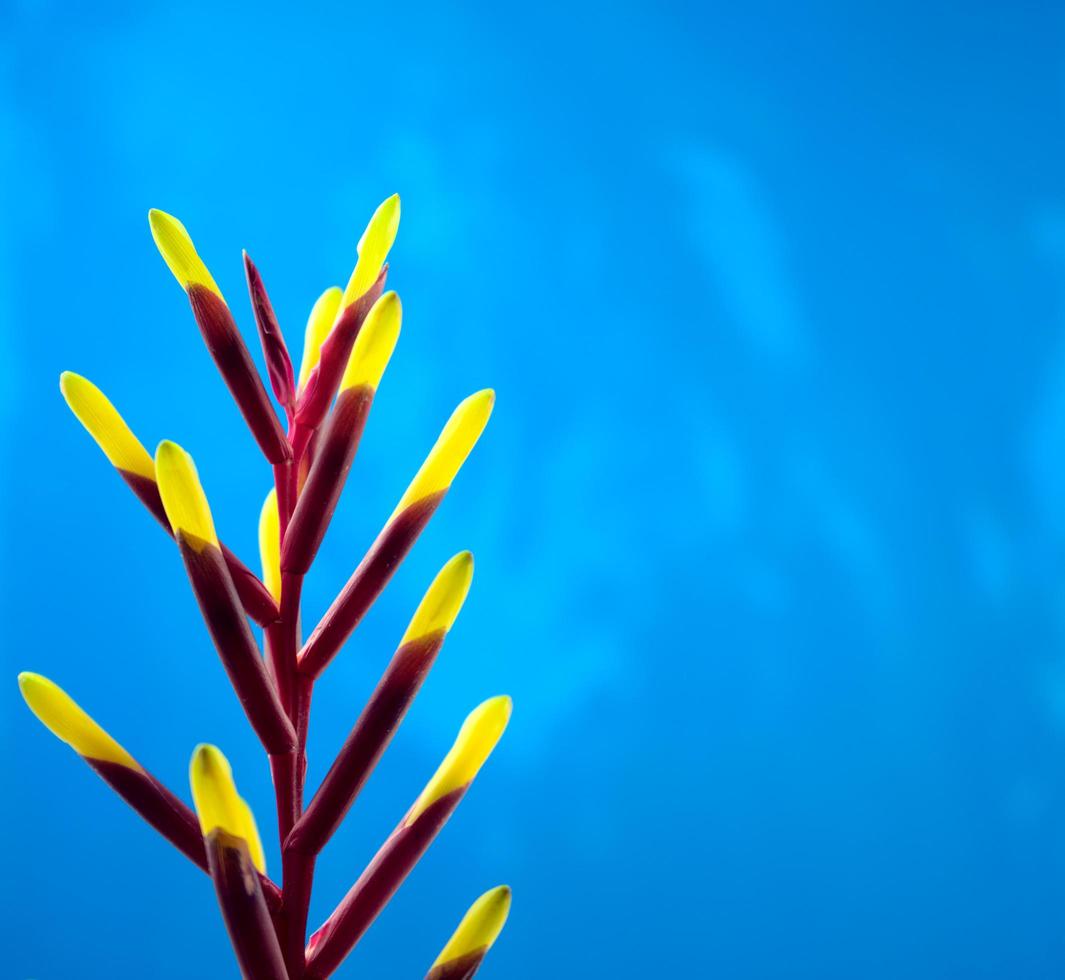 close-up van een levendige pluim van magenta stengel en gele bloemblaadjes bromelia's plant foto