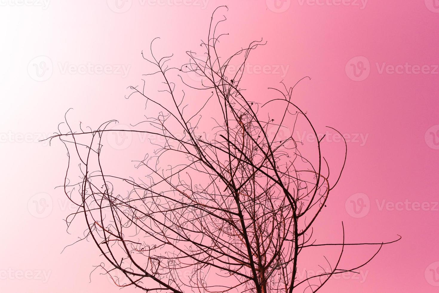 gedroogde boom op roze foto