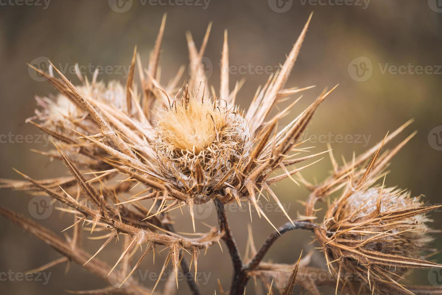 droge bloemen van wollige distel foto