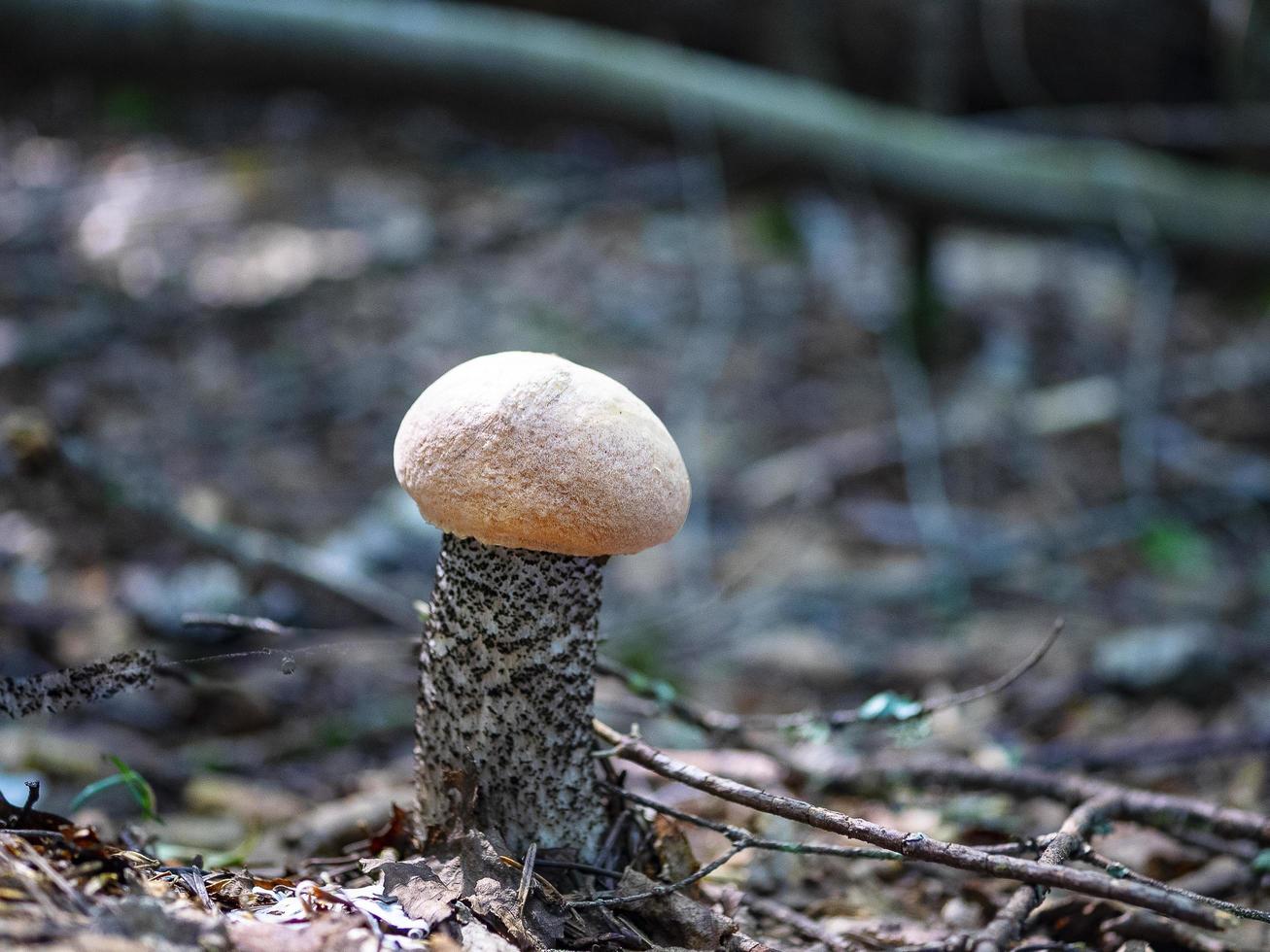 enkele paddenstoel in de grond foto