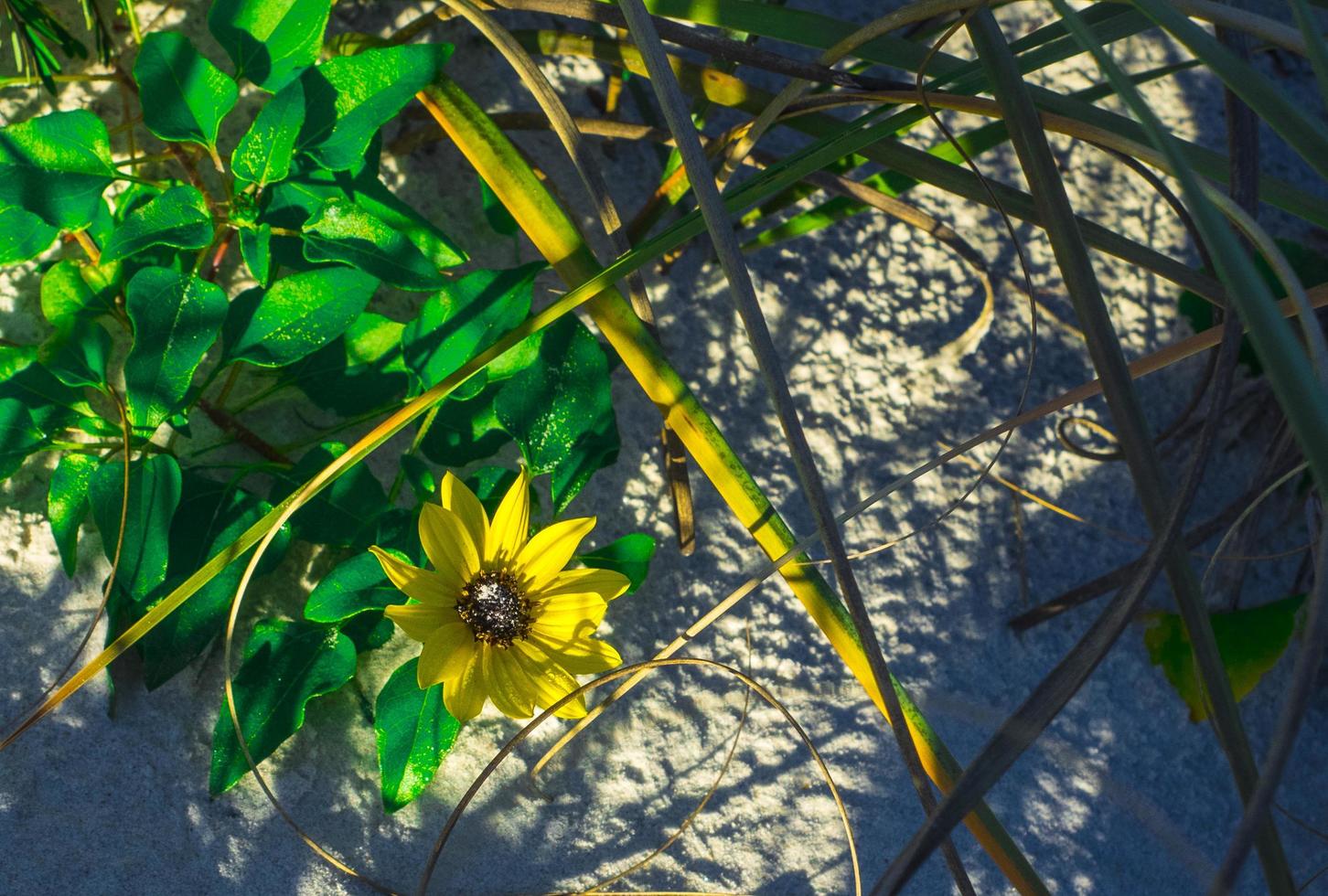 een gele bloem naast groene bladeren op het strand foto