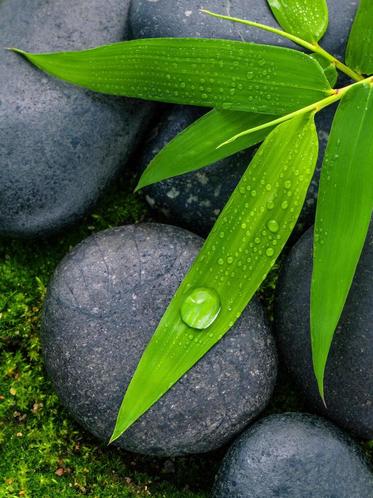 groene bamboe en stenen foto