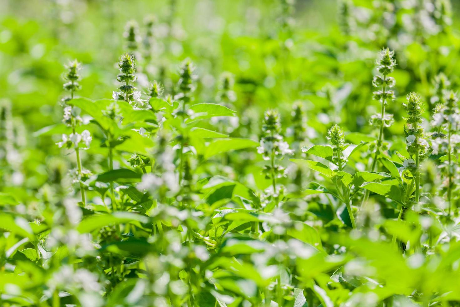 basilicum planten buiten foto