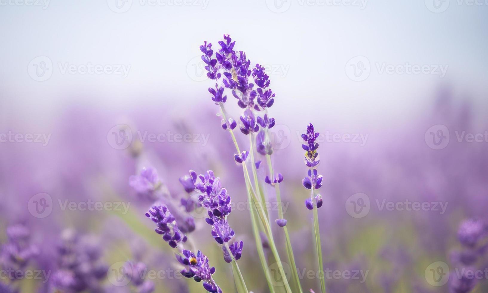 lavendel veld- in regio foto