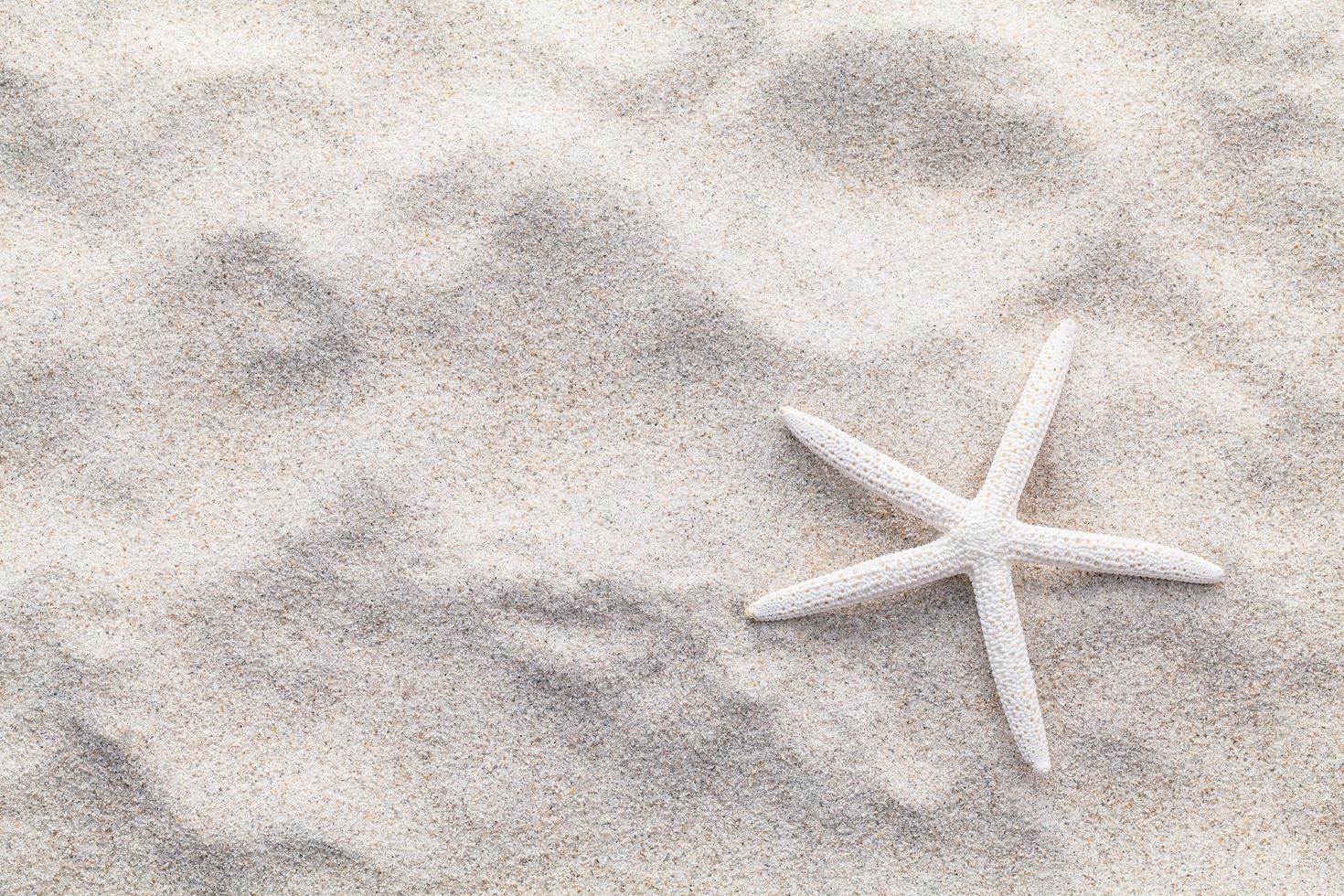 witte zeester in zand foto