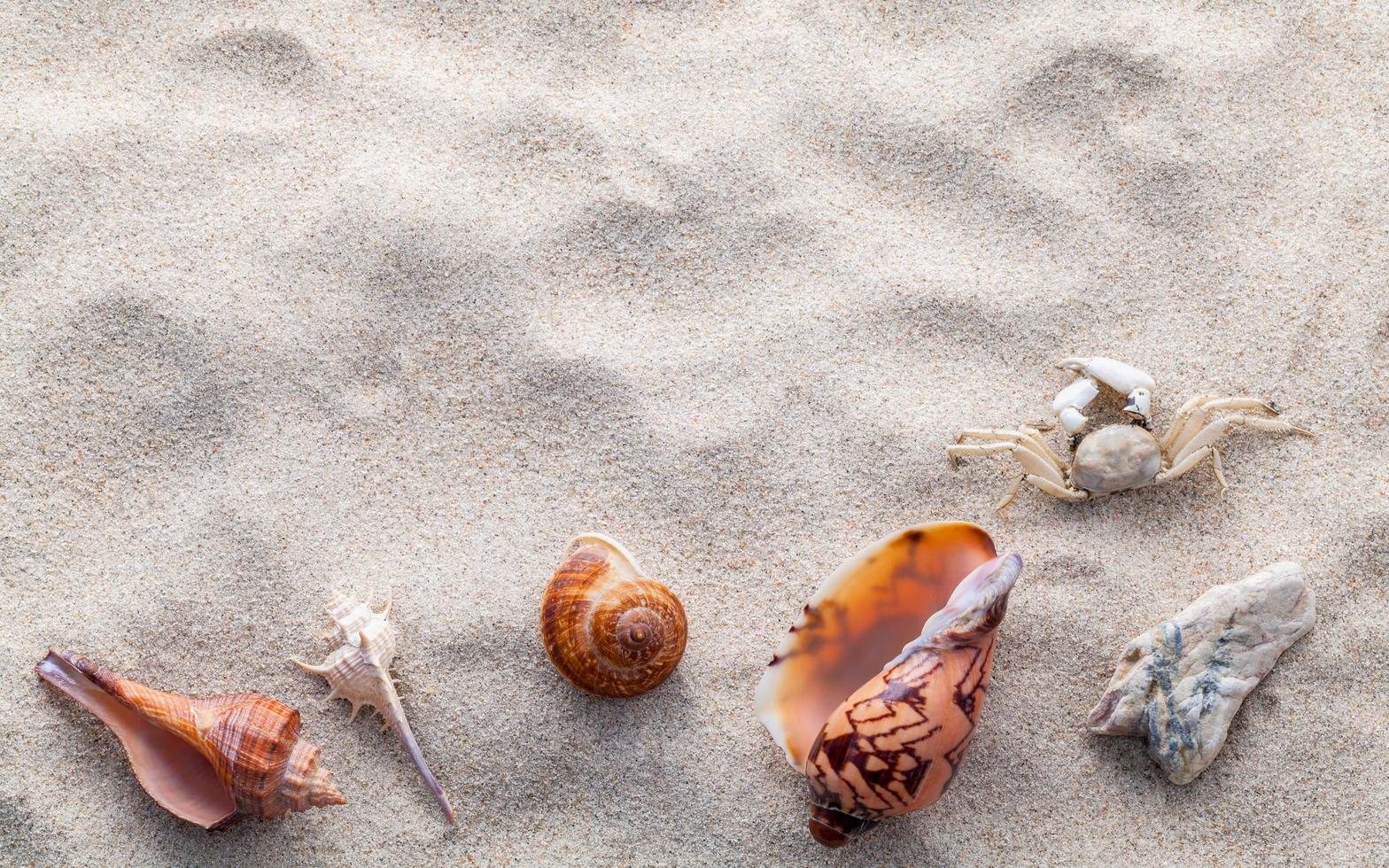 schelpen met een krab in het zand foto