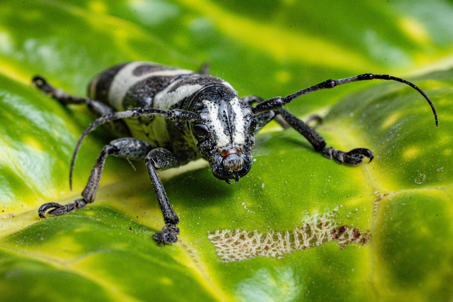 Longhorn kever macro foto