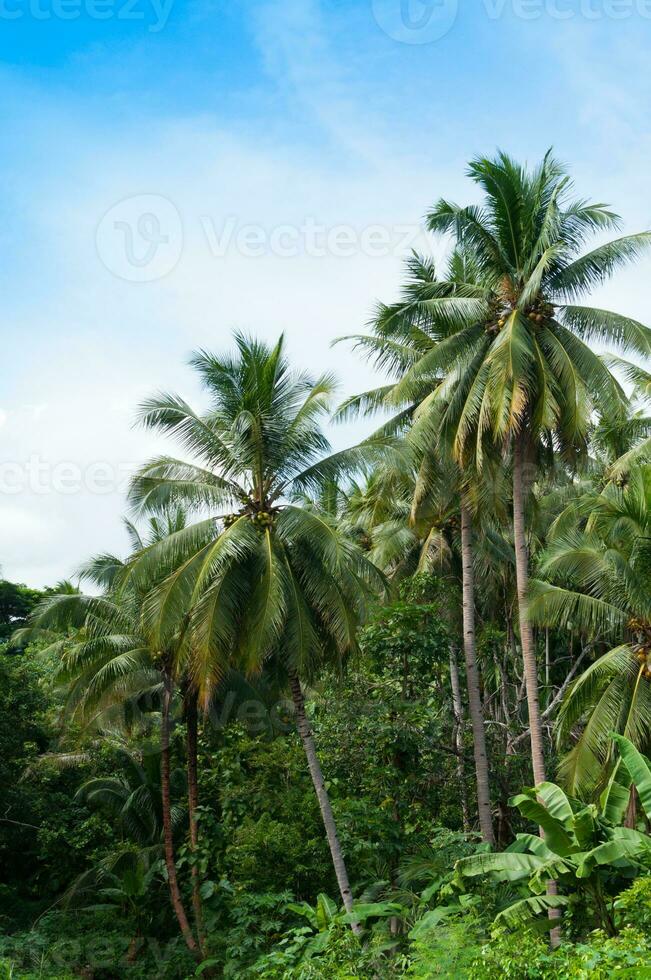 mooi kokosnoot palmen bomen in de tropisch Woud met blauw lucht Bij eiland in Thailand foto