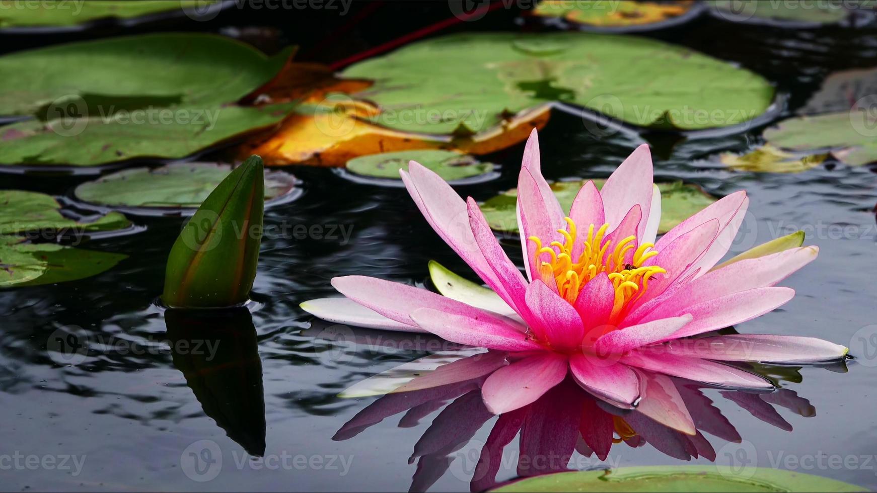 lotus bloemen en bladeren Aan meer water foto