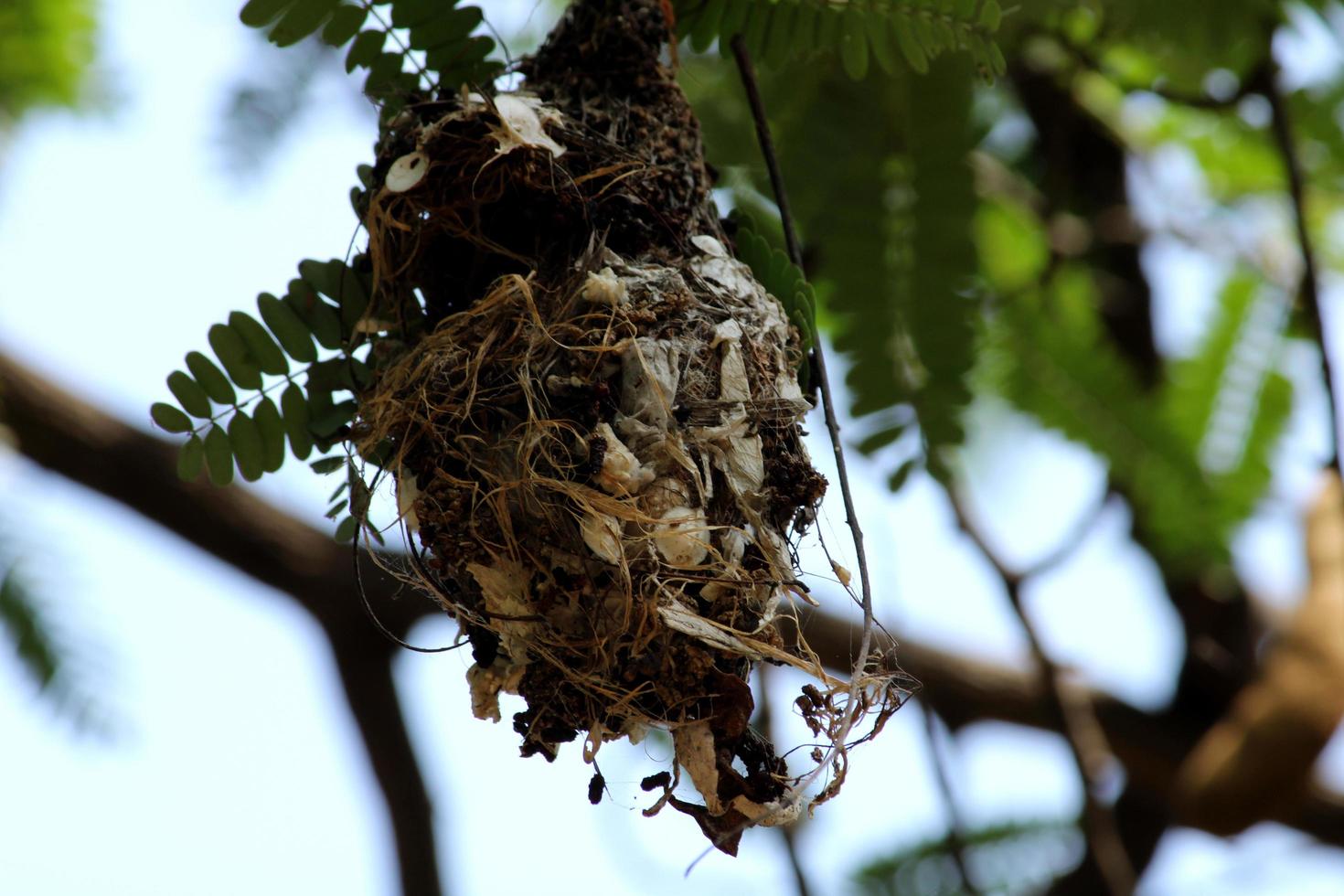 de geruïneerd vogel nest. foto