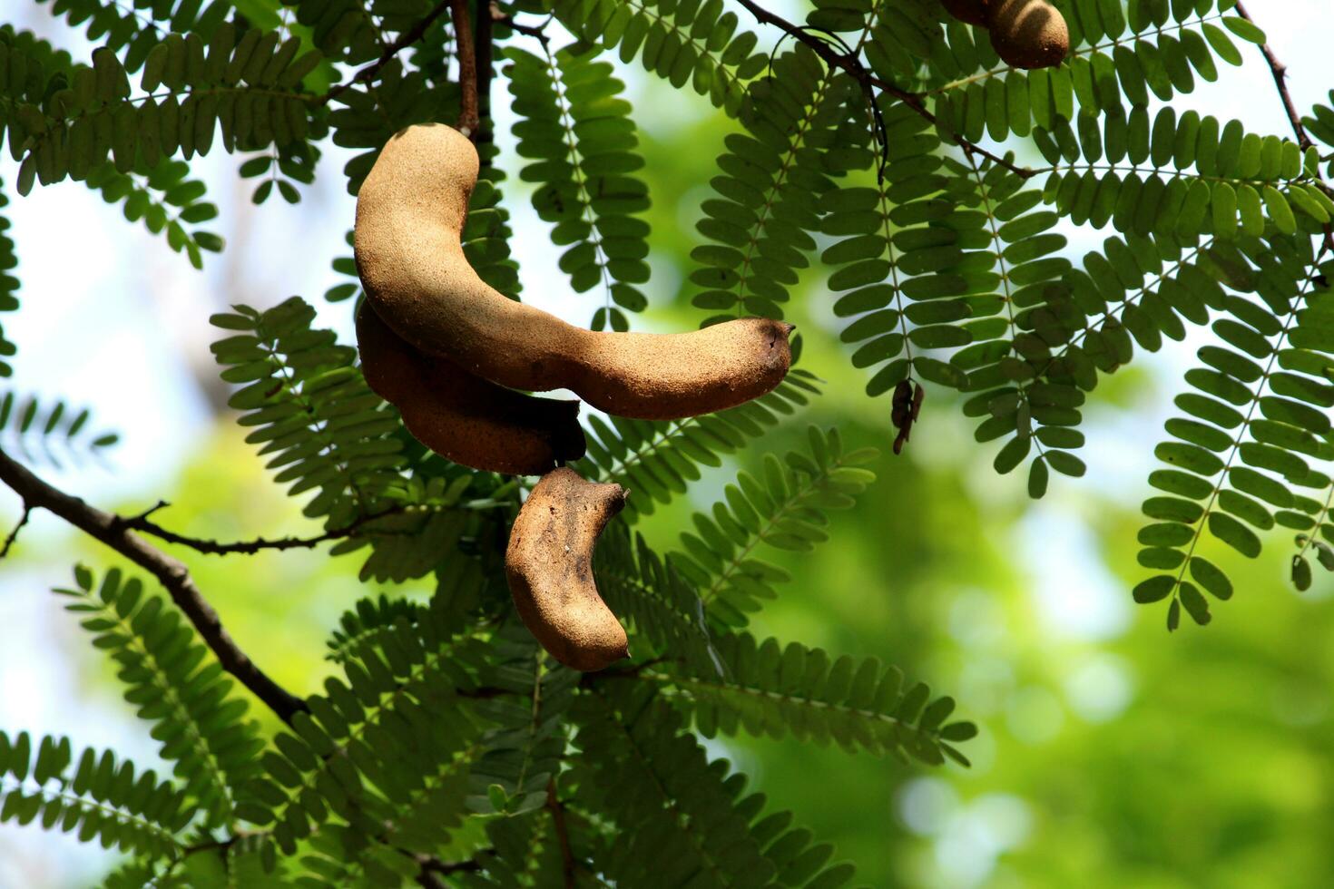 de tamarinde vruchten. foto