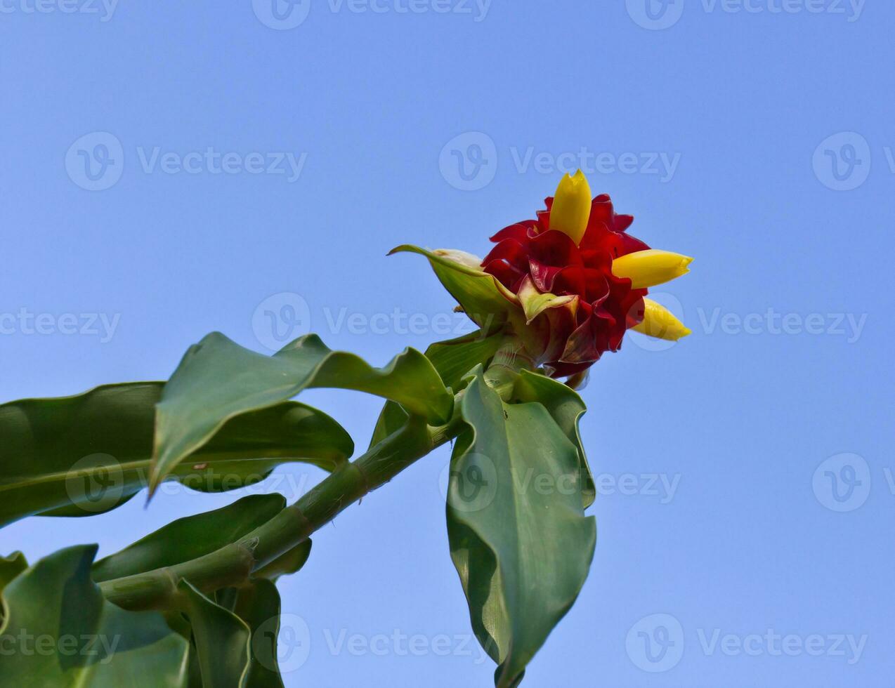 rood bloem middel blauw lucht foto