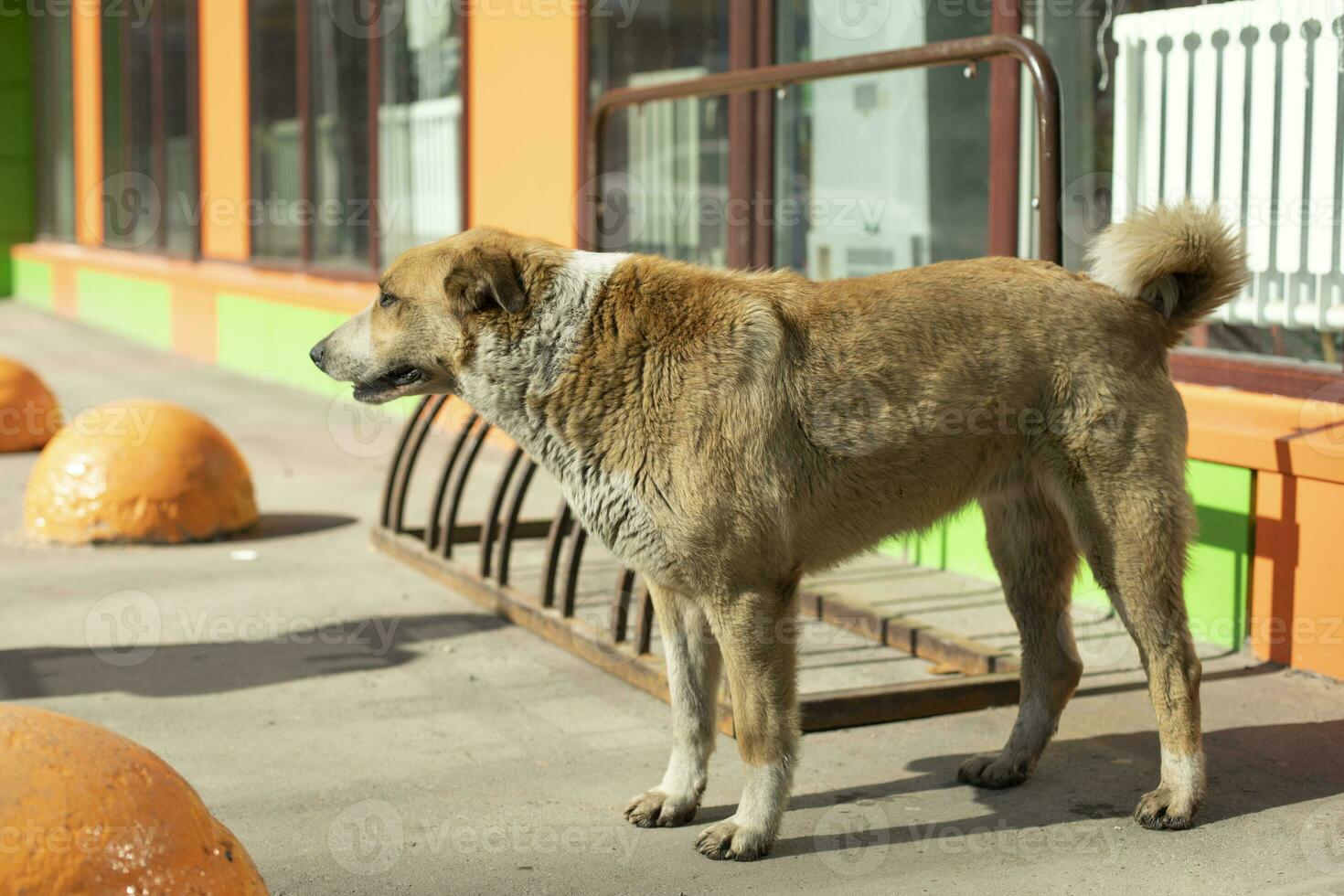 verdwaald hond in de buurt kruidenier op te slaan. hond Aan straat. foto