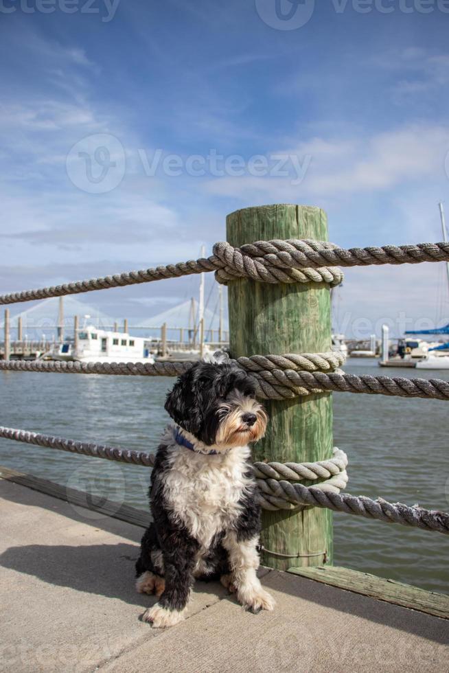 hond Bij een jachthaven foto