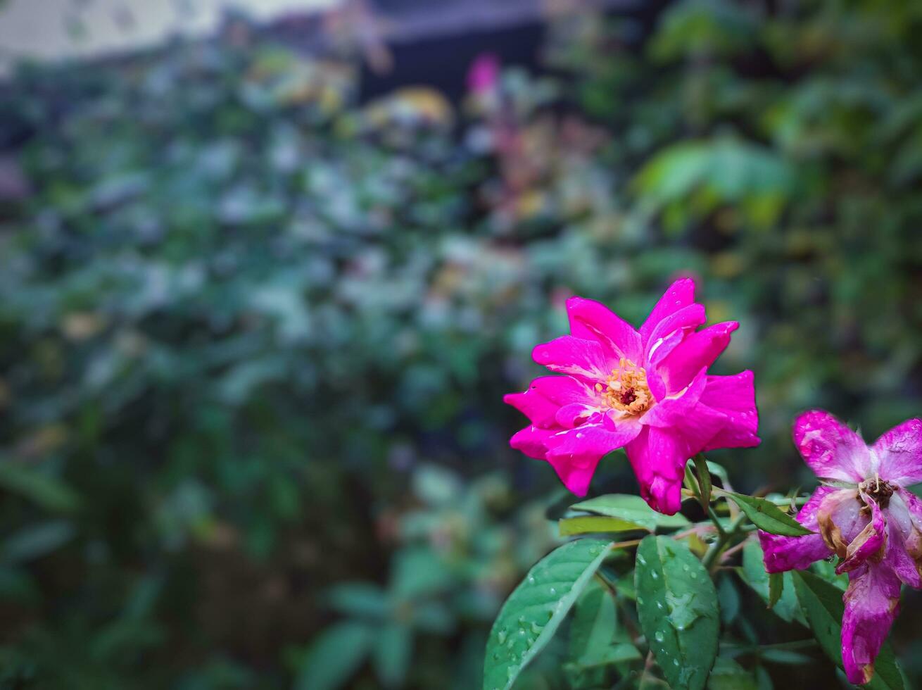 dichtbij omhoog fotografie van bloem rosa met wazig achtergrond foto