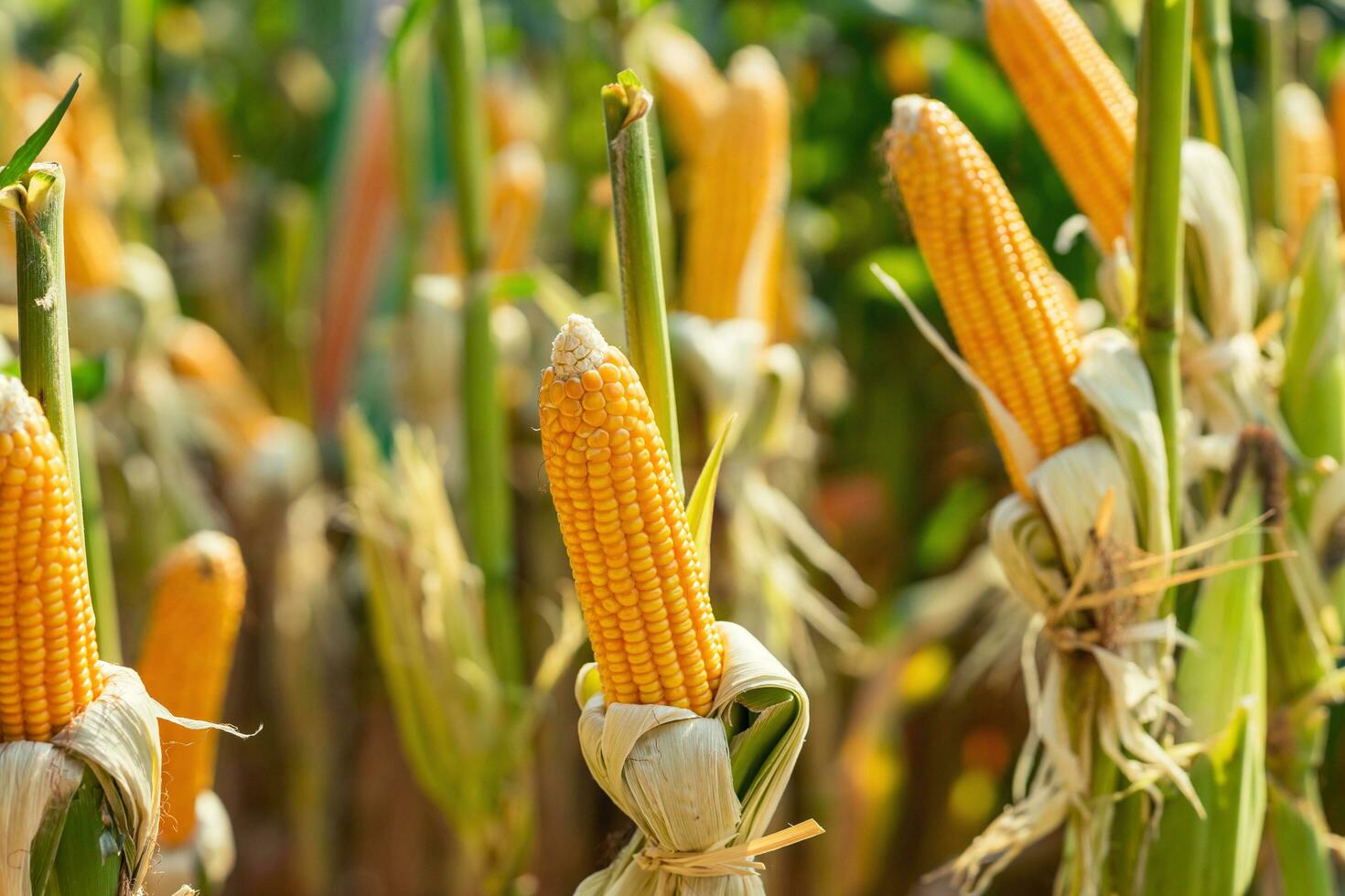 maïs veld- Aan Bijsnijden fabriek voor oogsten foto