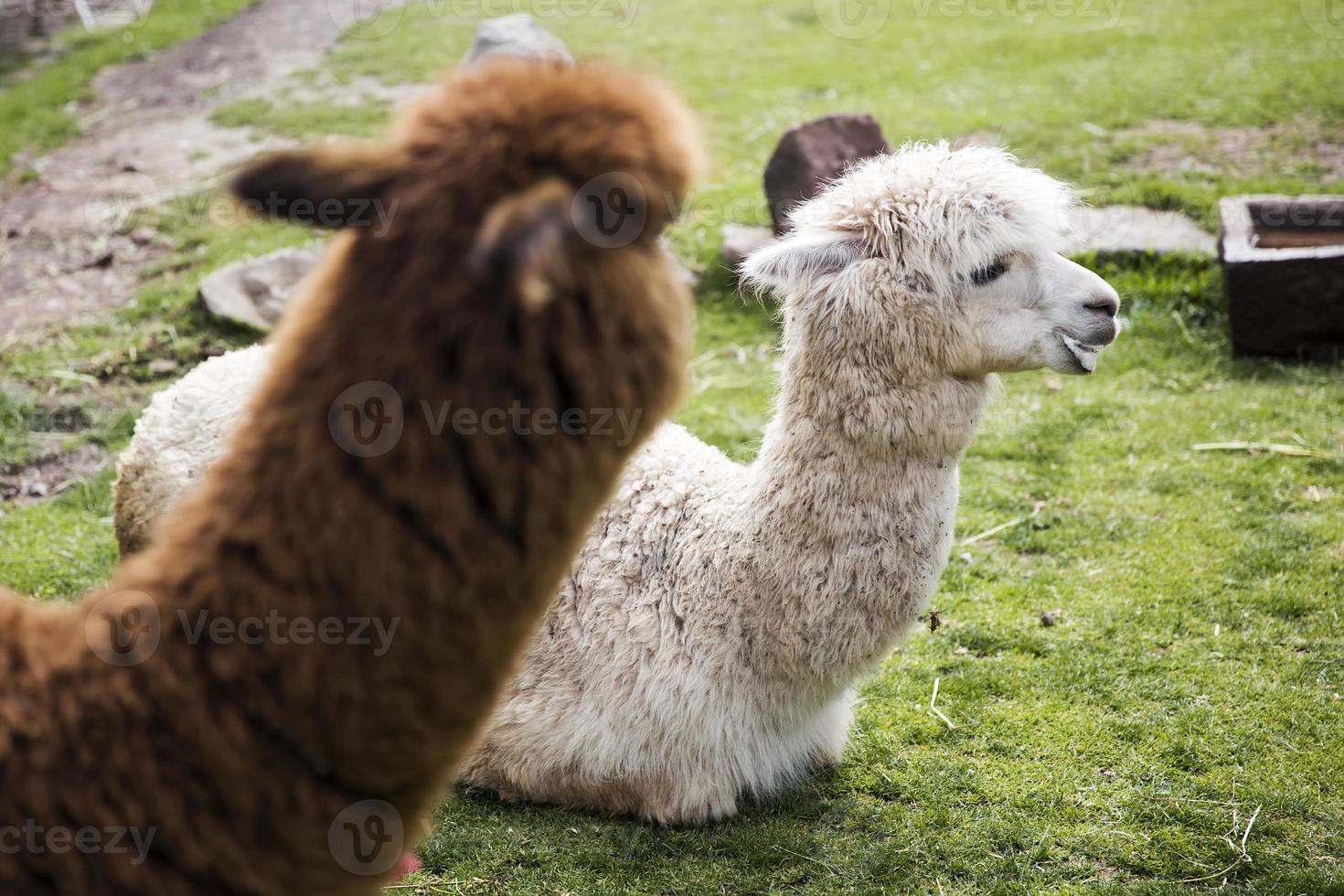 schattige kleine baby alpaca foto