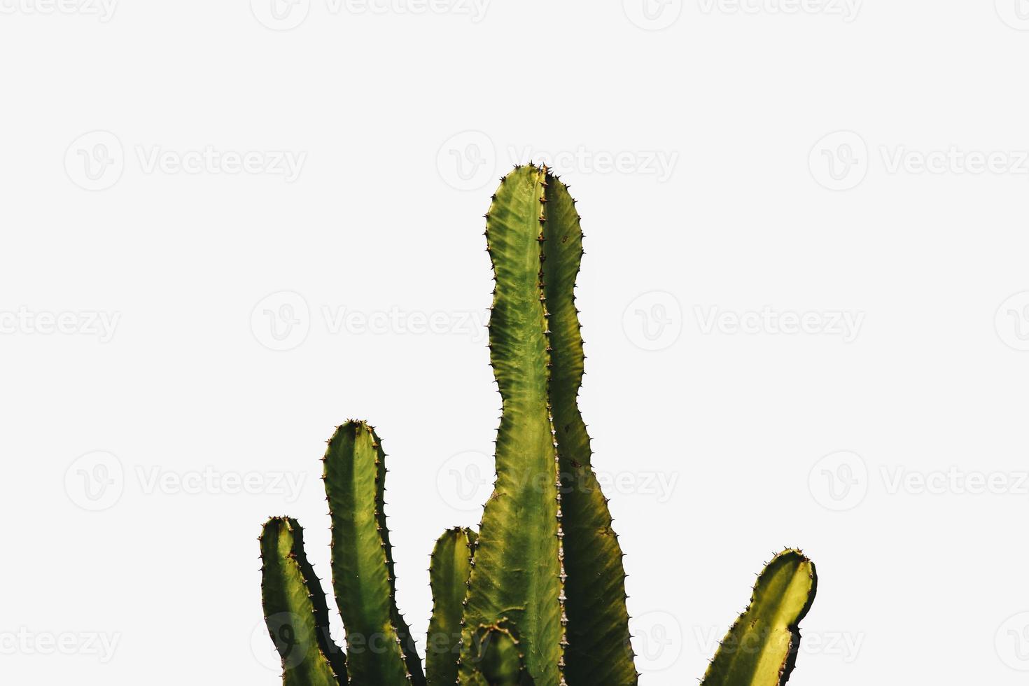 cactus bij de muur foto