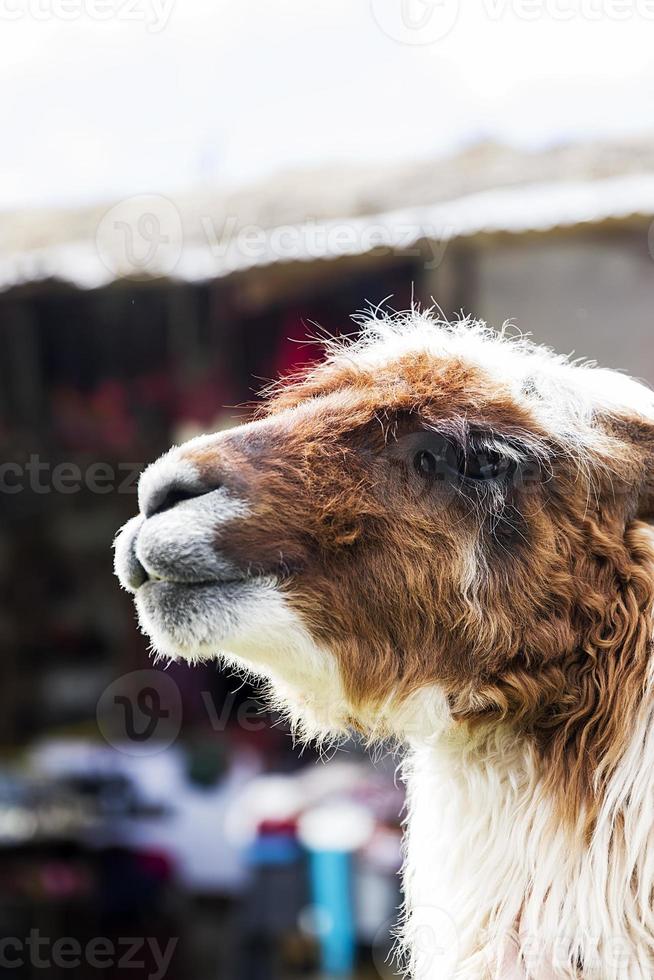 lama in de straat van cusco, peru foto