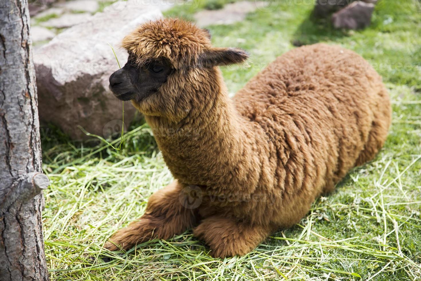 schattige kleine baby alpaca foto