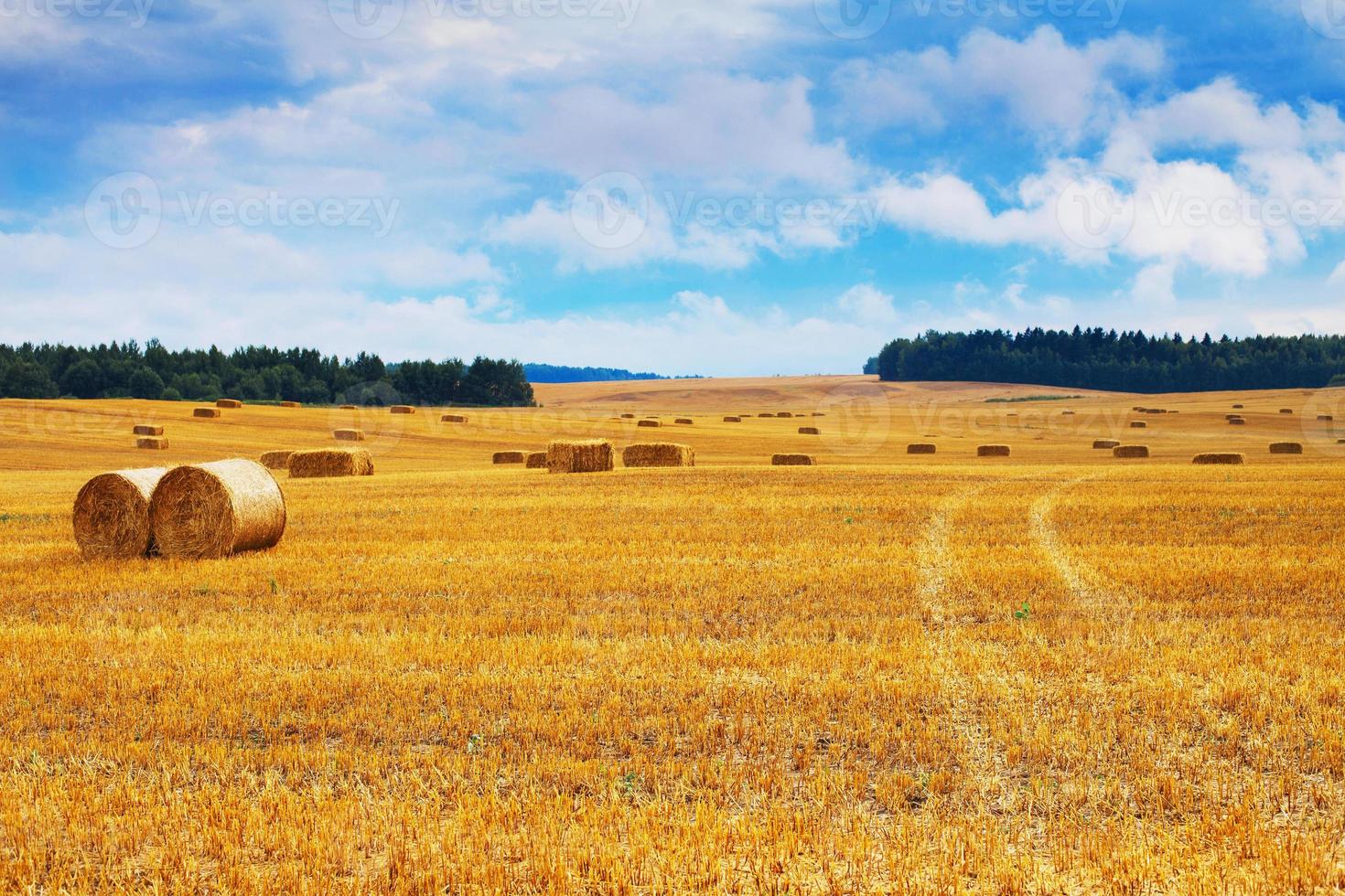 mooi landschap met hooi rietje balen na oogst in zomer. hooibergen Aan veld- foto