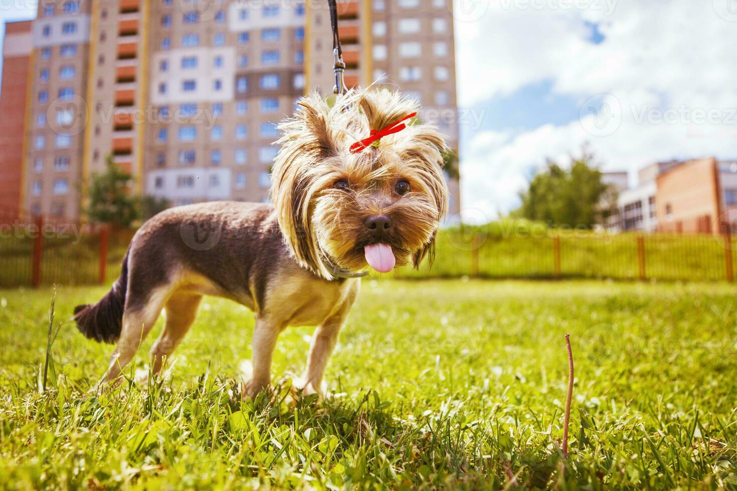 weinig hond wandelingen in de park. een portret van een yorkshire terriër foto