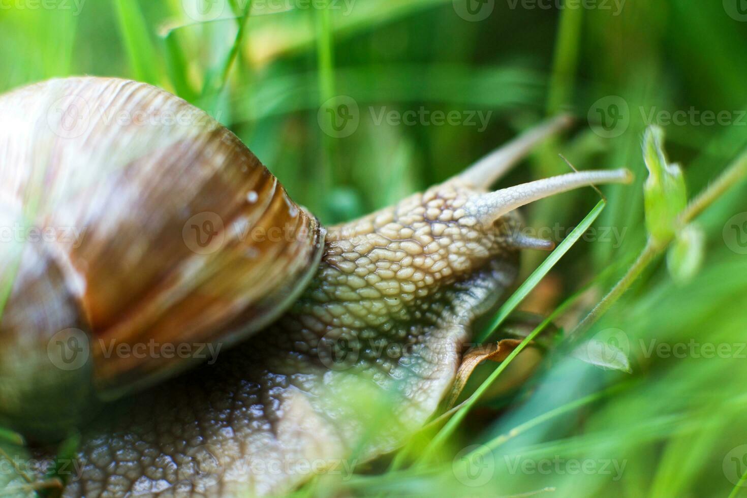 de slak kruipt in de gras dichtbij foto