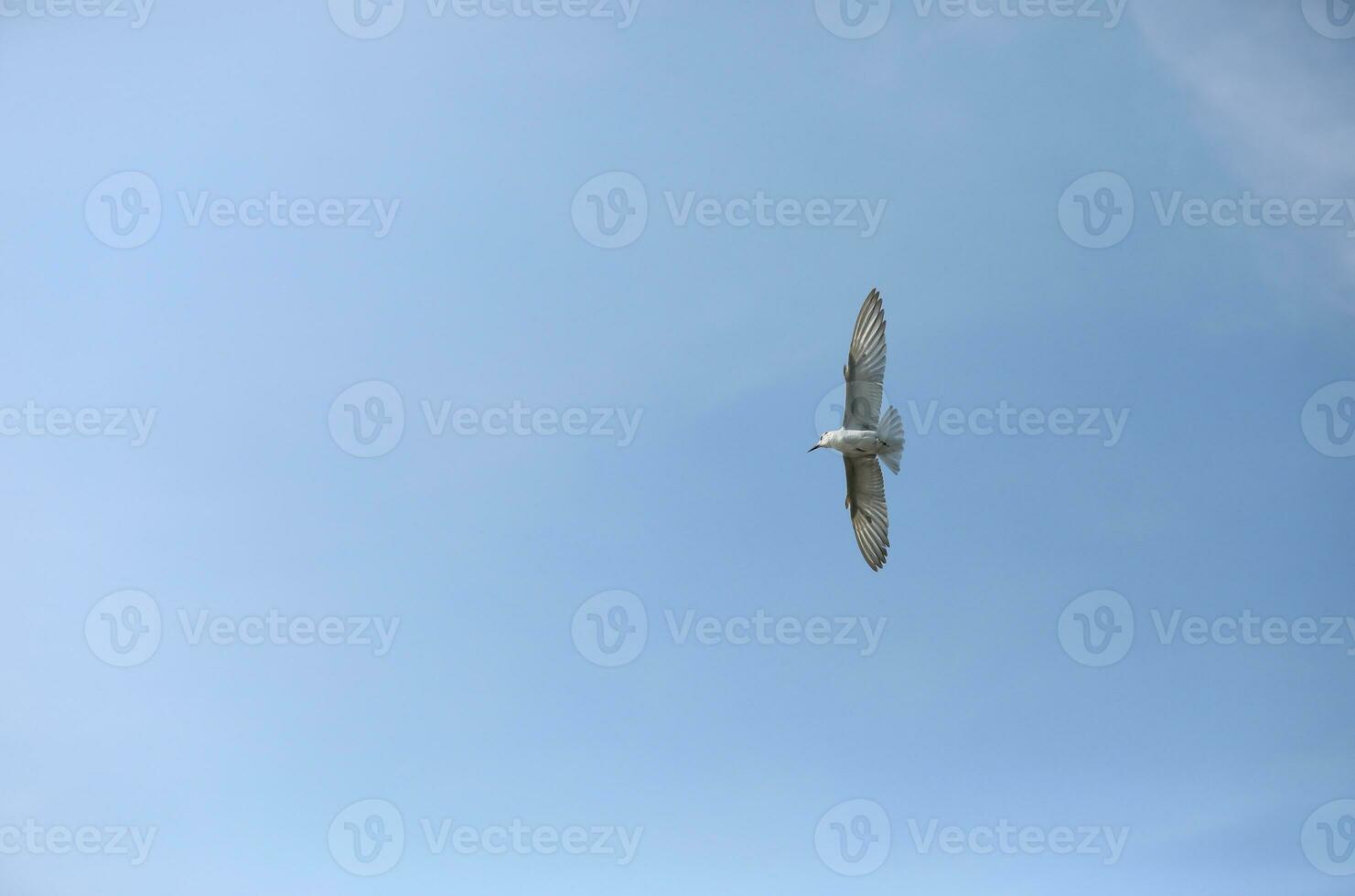 zeemeeuw in vlucht met licht blauw lucht achtergrond foto