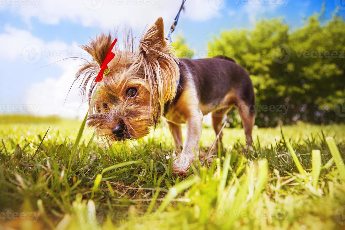 weinig hond wandelingen in de park. een portret van een yorkshire terriër foto