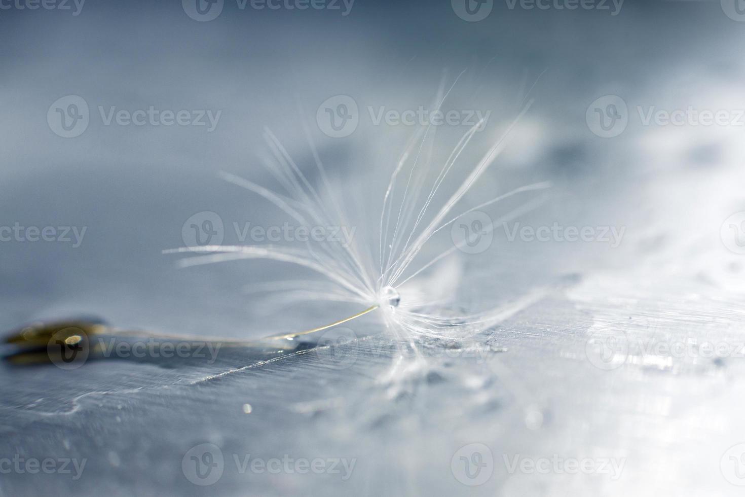 een laten vallen van water Aan een paardebloem.paardebloem zaad Aan een blauw achtergrond met kopiëren ruimte detailopname foto