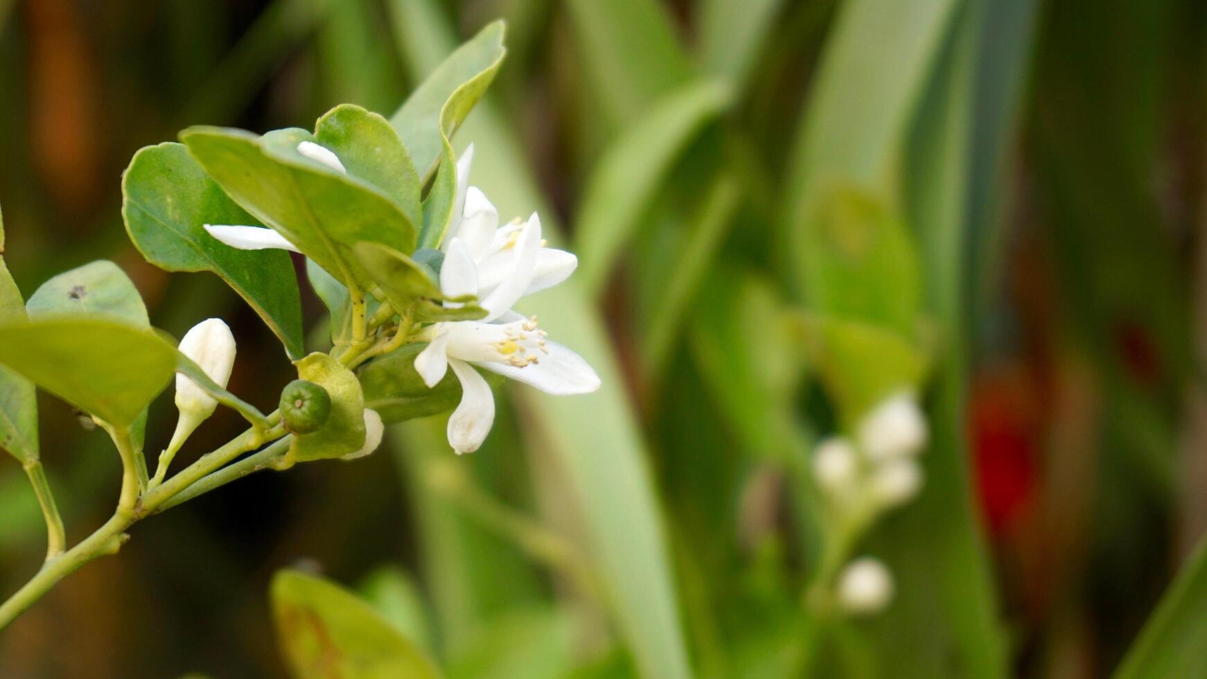 mooie witte bloemen foto