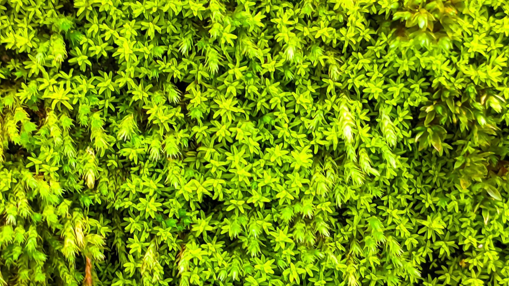 dichtbij omhoog oppervlakte van de muur gedekt met groen mos. natuurlijk achtergrond voor ontwerp en tekst. foto