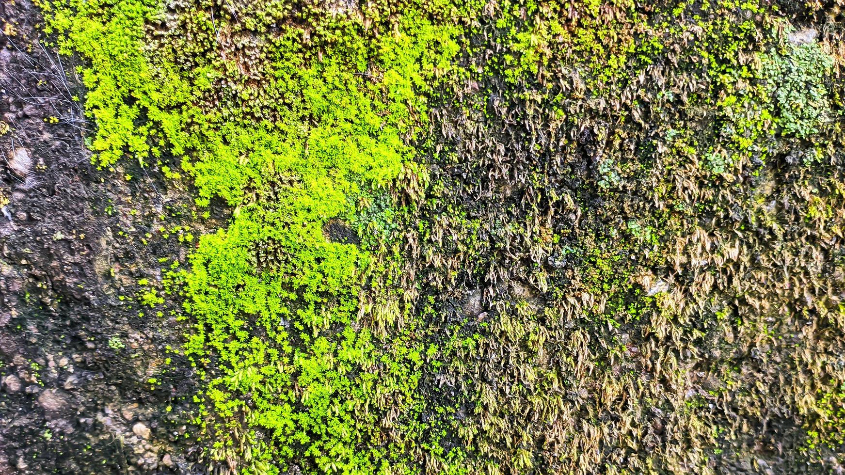 dichtbij omhoog oppervlakte van de muur gedekt met groen mos. natuurlijk achtergrond voor ontwerp. ruimte voor tekst. foto