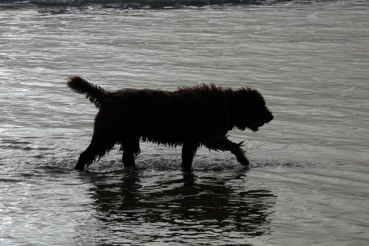 hond in de zee water spelen Aan een zomer dag foto