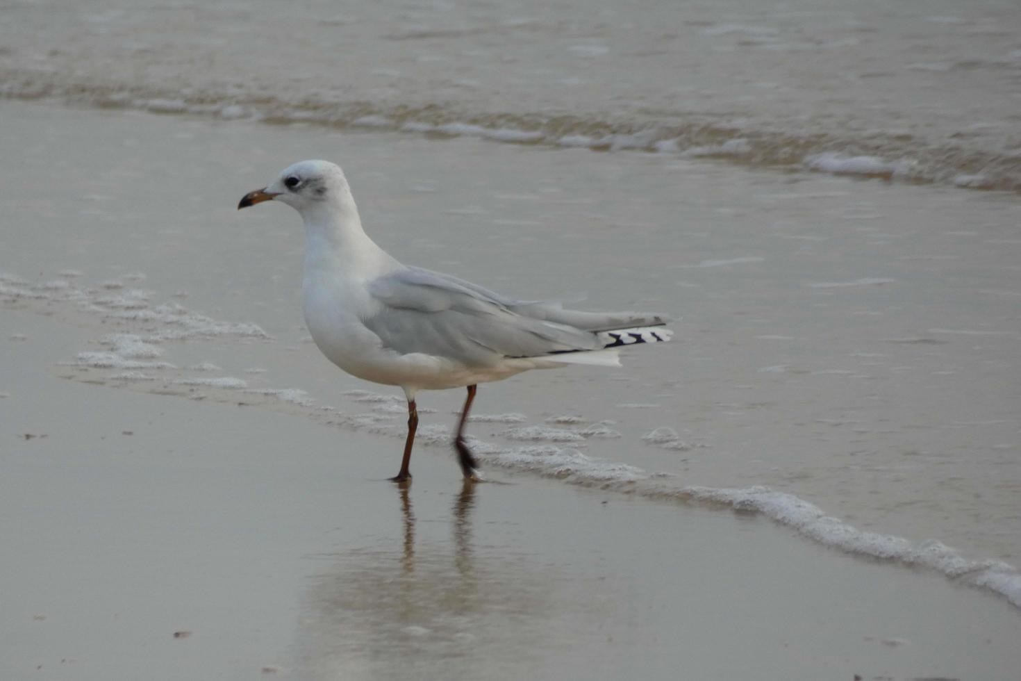 oiseaux solitairen sur le sable de la strand foto