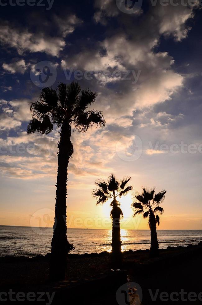 palmbomen en zonsondergang foto